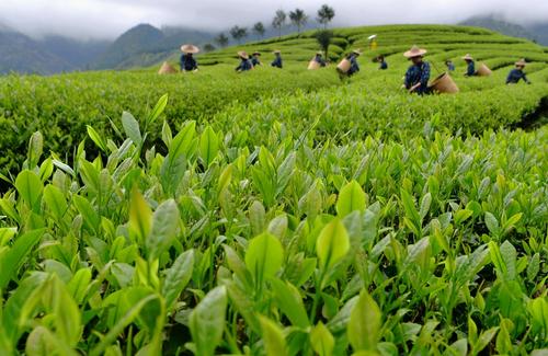 農(nóng)殘快速檢測(cè)儀器